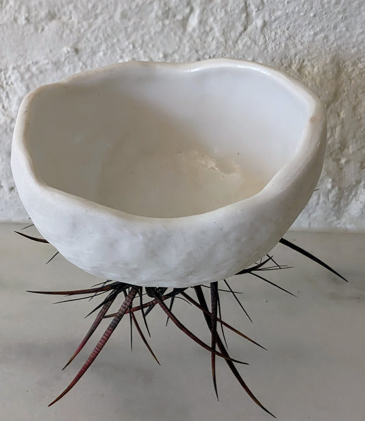 Urchin - Pocked Porcelain